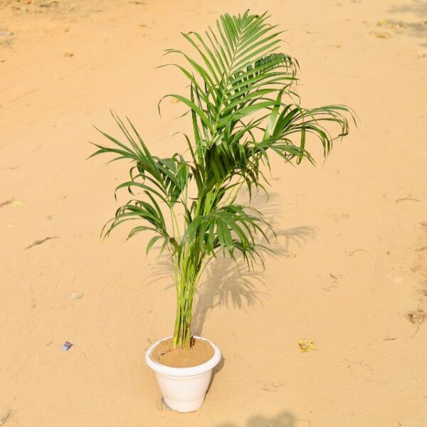 Areca Palm 4 Fit In 10 Inch White Classic Pot-haryali.co.in