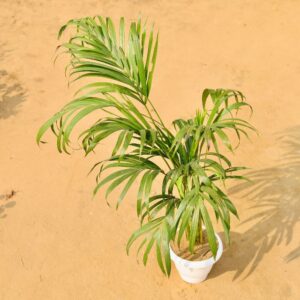 Areca Palm 4 Fit In 8 Inch White Classic Pot haryali.co.in