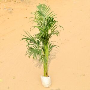 Areca Palm 4 fit In 7 inch Nursery Bag-haryali.co.in