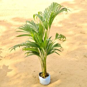 Areca Palm In 6 Inch Nursery Bag-haryali.co.in