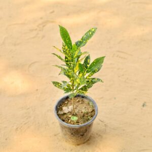 Baby Croton in 6 Inch Nursery Pot-haryali.co.in