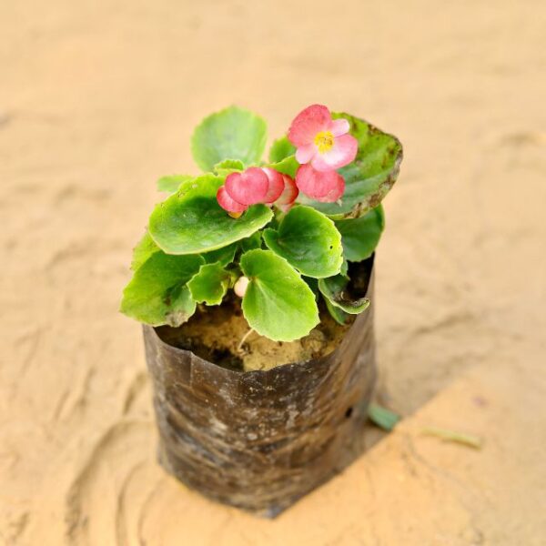 Begonia Any Colour In 4 Inch Nursery Bag-haryali.co.in