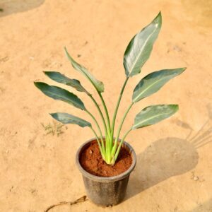 Bird Of Paradise In 8 Inch Nursery Pot-haryali.co.in