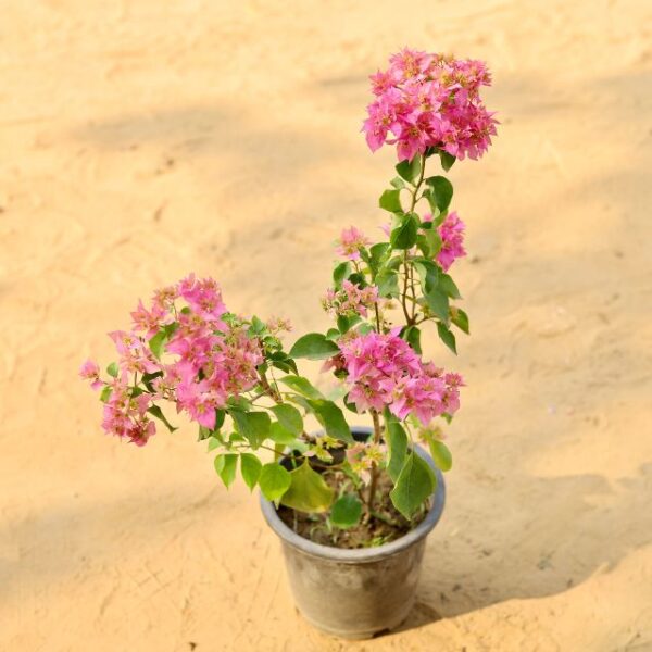 Bougainvillea Paper flower Any Colour In 8 Inch Nursery Pot-haryali.co.in