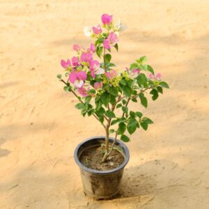 Bougainvillea Paper flower Double Colour In 10 Inch Nursery Pot-haryali.co.in