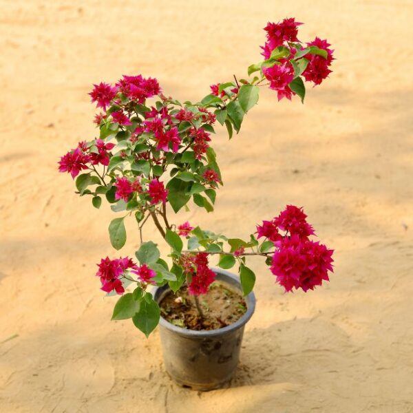 Bougainvillea Paper flower Pink In 10 Inch Nursery Pot-haryali.co.in