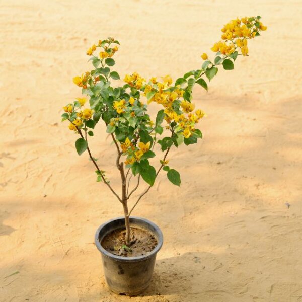 Bougainvillea Paper flower Yellow In 8 Inch Nursery Pot-haryali.co.in