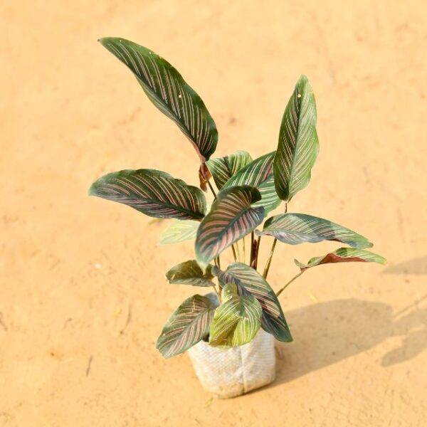 Calathea Pin-Stripe Calathea in 4 Inch Nursery Bag-haryali.co.in