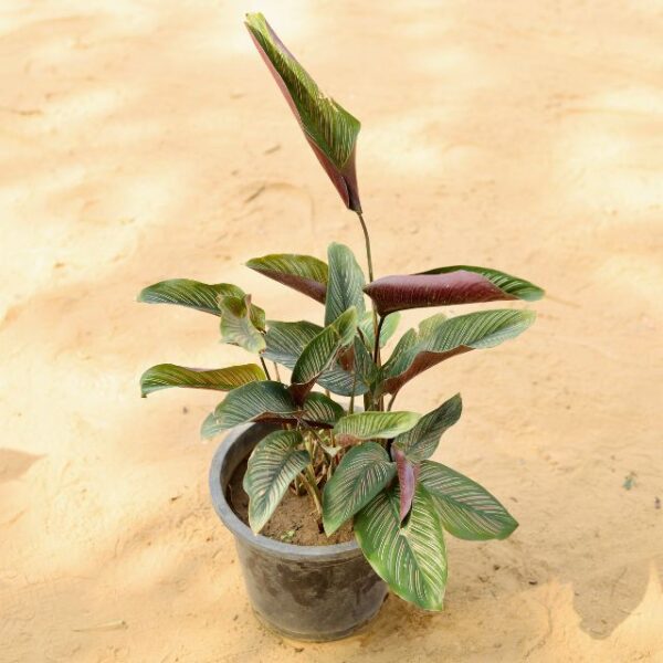 Calathea Pin-Stripe Calathea in 8 Inch Nursery Pot-haryali.co.in