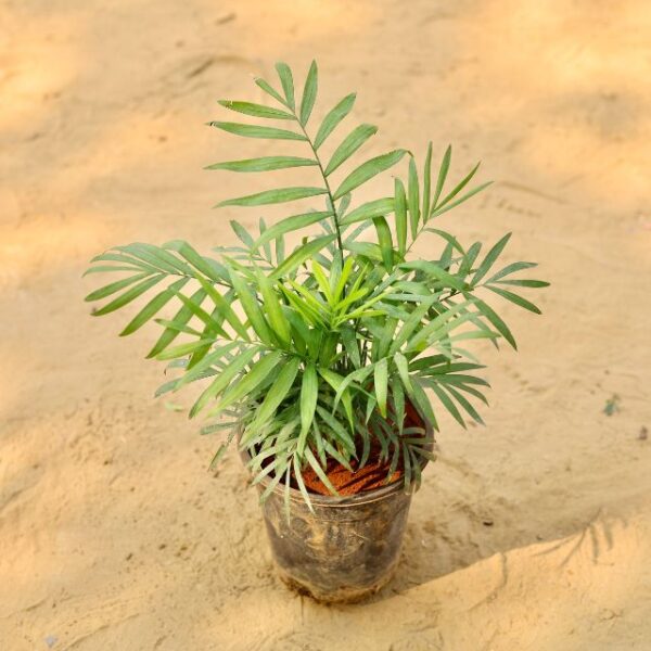 Chamaedorea Palm In 6 Inch Nursery pot-haryali.co.in