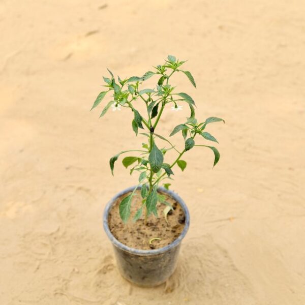 Chili Mirchi in 6 Inch Nursery Pot | haryali.co.in