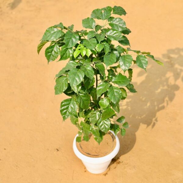 China Doll 2-3 Fit In 8 Inch White Classic Pot-haryali.co.in same day delivery plants in Gurgaon