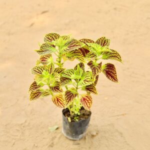 Coleus Any Colour In 4 Inch Nursery Bag-haryali.co.in