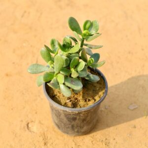 Crasulla Kuber Plant In 6 Inch Nursery Pot