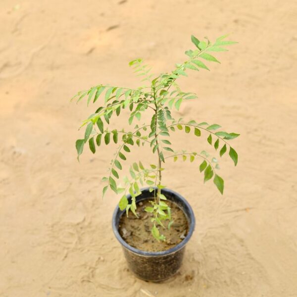 Curry Patta Plants In 6 Inch Nursery Pot | haryali.co.in