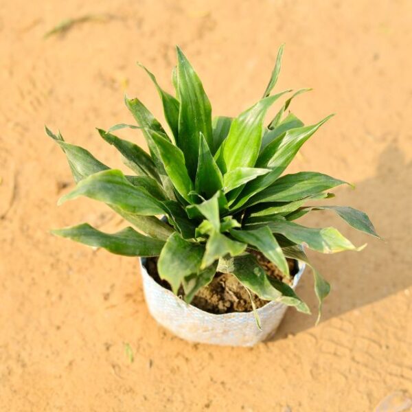 Deaceena Compata In 4 Inch Nursery Bag haryali.co.in