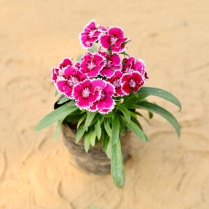 Dianthus Any Color In 4 Inch Nursery Bag-hayali.co.in