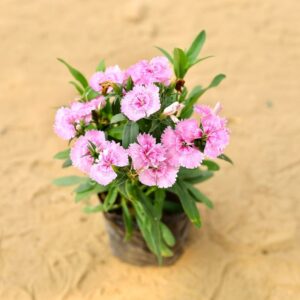 Dianthus Pink In 4 Inch Nursery Bag-haryali.co.in