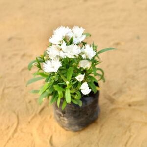 Dianthus White In 4 Inch Nursery Bag-haryali.co.in