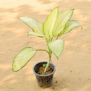 Dieffenbachia Plant In 6 Inch Nursery Pot-haryali.co.in