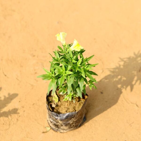 Doge Flower Any Colour In 4 Inch Nursery Pot-haryali.co.in