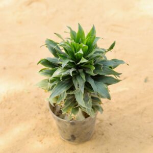 Dracaena Compacta Green In 6 Inch Nursery Pot-haryali.co.in