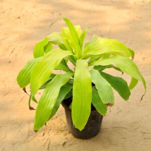 Dracaena Limelight Dracaena Fragrans Plant In 8 Inch Nursery Pot-haryali.co.in