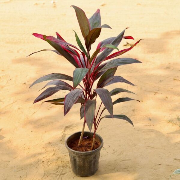 Dracaena Mahatma Red In 8 Inch Nursery Pot-hayali.co.in