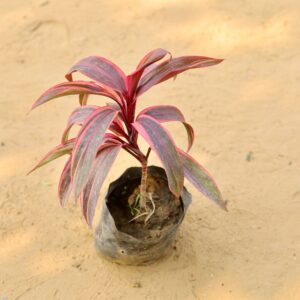 Dracaena Red Dwarf In 7 Inch Nursery Bag-haryali.co.in