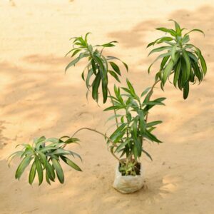 Dracaena Reflex (Song Of India) in 7 Inch Nursery Bag-haryali.co.in