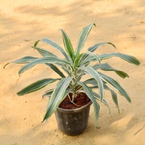 Dracaena White Plant In 8 Inch Nursery Pot-haryali.co.in