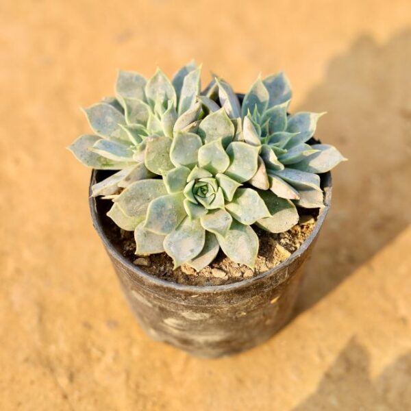 Echeveria Elegans succulent In 3 Inch Nursery Pot-haryali.co.in