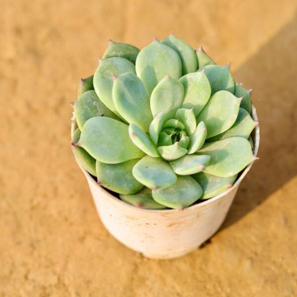 Echeveria Moon Glow Succulent In 4 Inch Nursery Pot-haryali.co.in