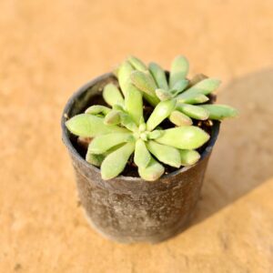 Echeveria Peacockii Succulent In 3 Inch Nursery Pot haryali.co.in