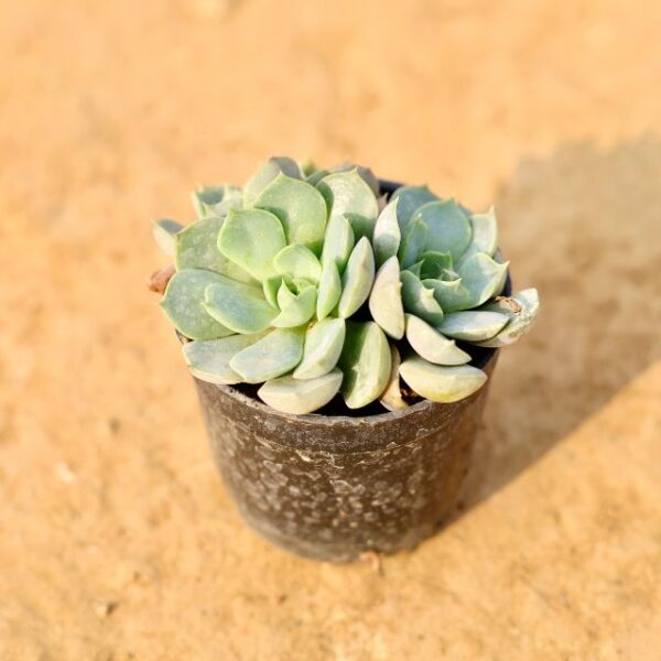 Echeveria setosa Succulent In 4 Inch Nursery Pot-haryali.co.in