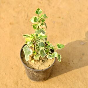 English Ivy Plant In 6 Inch Nursery Pot-haryali.co.in