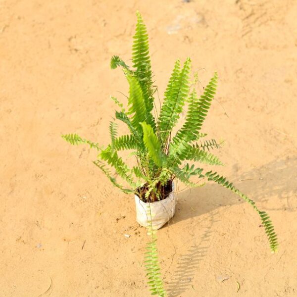 Fern Gold plant In 4 Inch Nursery BagIn 4 Inch Nursery Bag-haryali.co.in