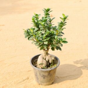 Ficus Bonsai In 8 Inch Nursery Pot-haryali.co.in