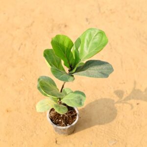 Fiddle-leaf fig Plant In 4 Inch Nursery Pot