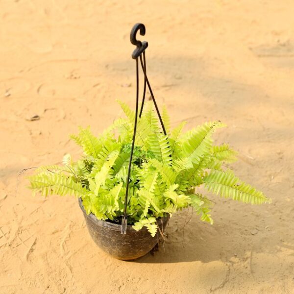 Fran Gold In 8 Inch Nursery Hanging Pot-haryali.co.in