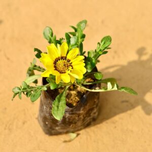 Gazania Flower Any Colour In 4 Inch Nursery Pot-haryali.co.in