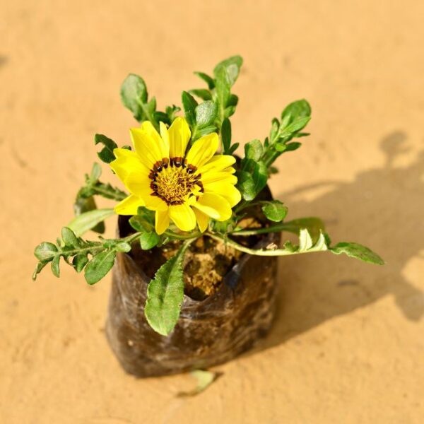 Gazania Flower Any Colour In 4 Inch Nursery Pot-haryali.co.in