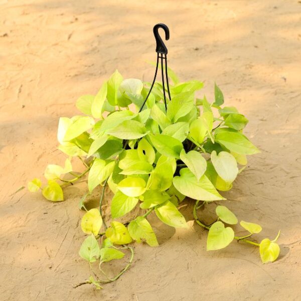 Golden Money Plant In 8 Inch Nursery Hanging Pot-haryali.co.in