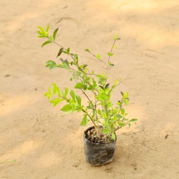 Golden Duranta Criper In 4 Inch Nursery Bag-haryali.co.in