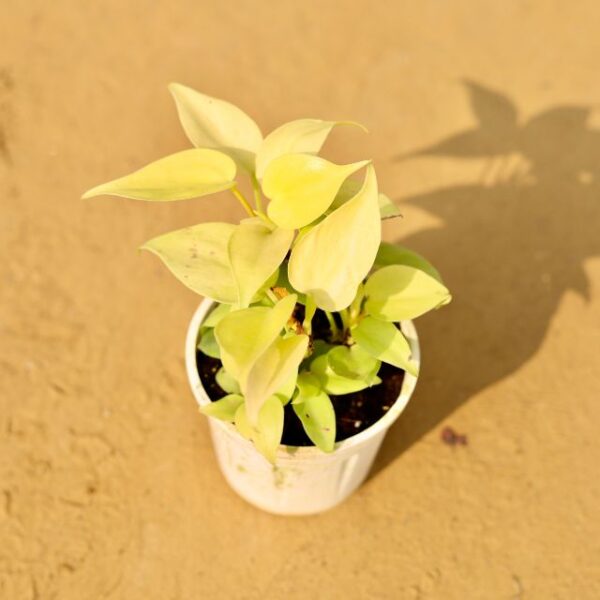 Golden Money Plant In 3.5 Inch Nursery Pot-haryali.co.in