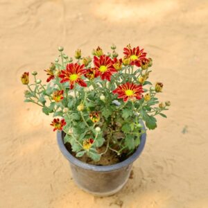 Guldavari Any colour In 8 Inch Nursery Pot-haryali.co.in