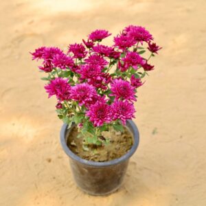 Guldavari Light Pink In 8 Inch Nursery Pot-haryali.co.in