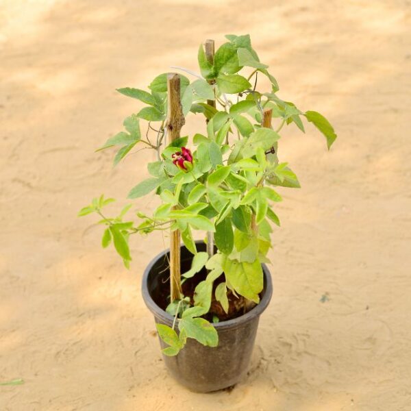 Rakhi Bel | Passiflora in 8 Inch Nursery Pot-haryali.co.in