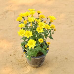 Guldavari Yellow In 8 Inch Nursery Pot-haryali.co.in