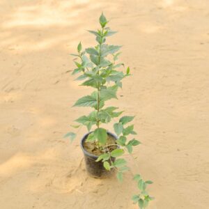 Harsingar Parijat In 6 Inch Nursery Pot-haryali.co.in